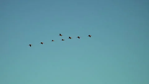 Birds winter migration. Flock Of Common Cranes fly in blue autumn sky. Stock Footage 254121625