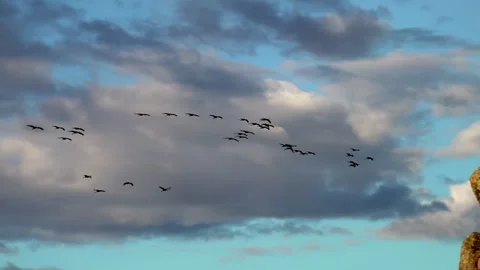 Birds winter migration. Flock Of Common Cranes fly in blue autumn sky with .. Stock Footage 254121784