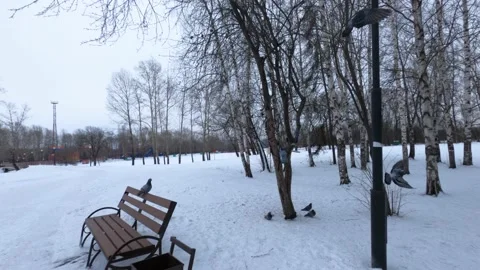 Birds in the winter park Stock Footage 149504249
