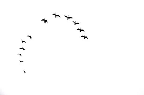 Birds in the Winter Stock Photos