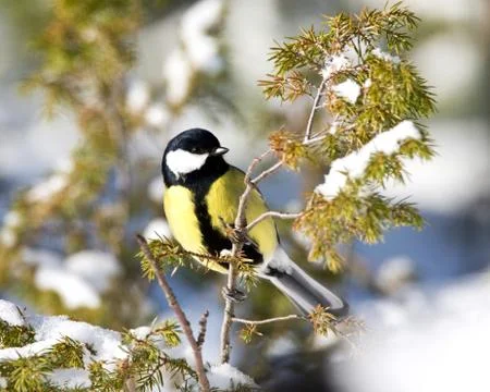 Birds in the winter Stock Photos