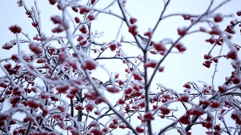 Birds on a winter tree Stock Footage 71788135