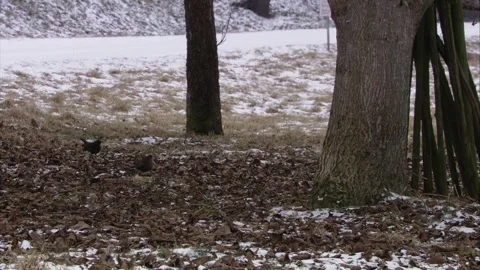 Birds in winter under trees Stock Footage 294770121