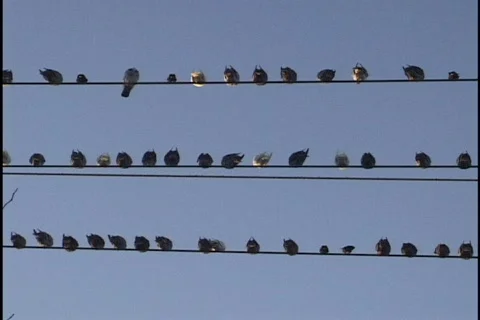 Birds on a Wire 1 Stock Footage 296834
