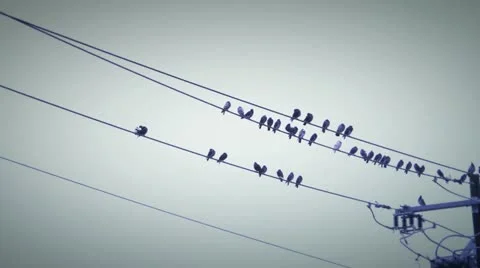 Birds wire 2 Stock Footage 21244607