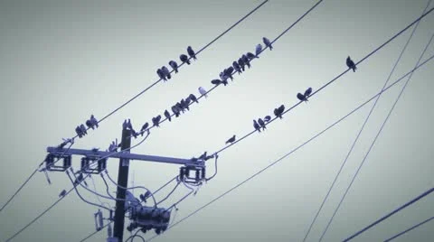 Birds wire 3 Video stock 21244719