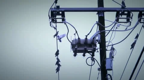 Birds wire 4 Stock Footage 21244690