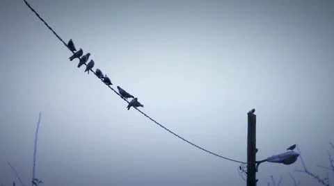 Birds wire 6 Stock Footage 21244732