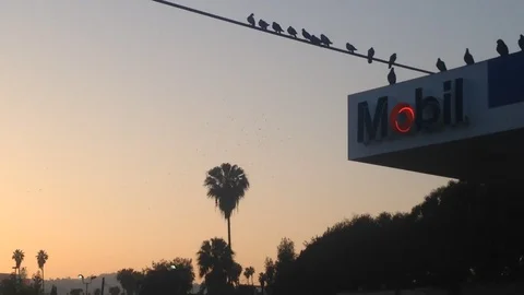 Birds on a wire and crows swarm at sunset. Vidéo 90154592