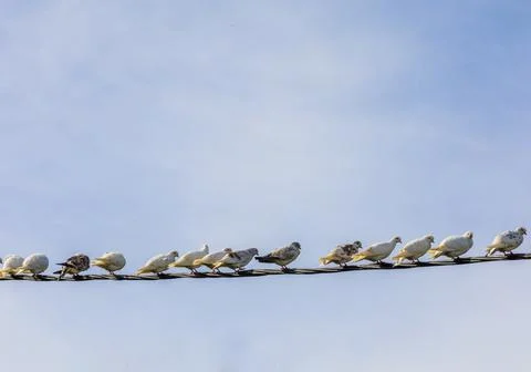 Birds On A Wire. Copy Space Stock Photos