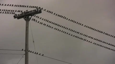 Birds on a Wire Stock Footage 931375