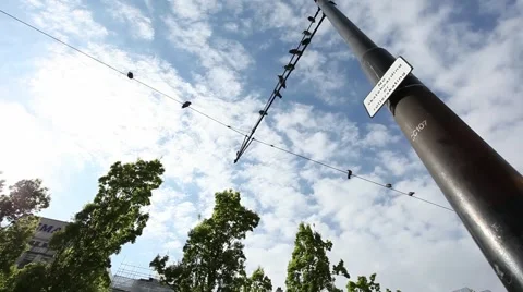 Birds on a Wire  Stock Footage 1002030