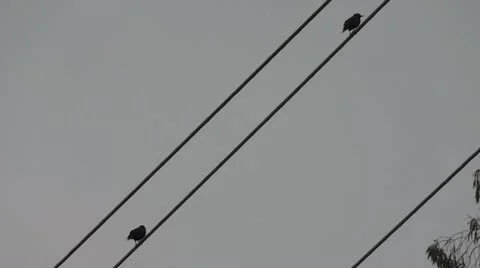 Birds on A Wire Video stock 10583474