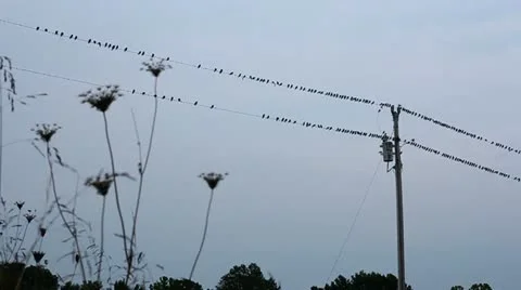 Birds on a Wire Stock Footage 11689734