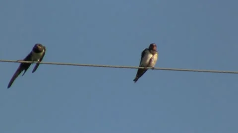 Birds on wire Video stock 11984886