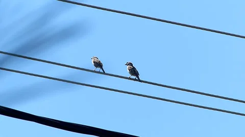 Birds On A Wire Video stock 37018332
