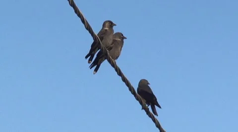 Birds on the wire. Vídeos de archivo 49386310