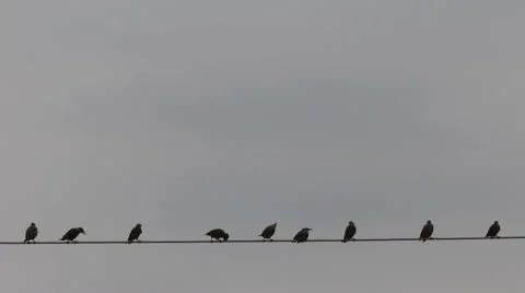 Birds on wire Stock Footage 54713691