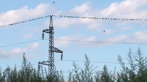 Birds on wire Video stock 68860566