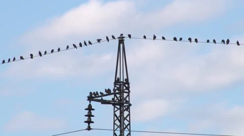 Birds on wire Video stock 68862076