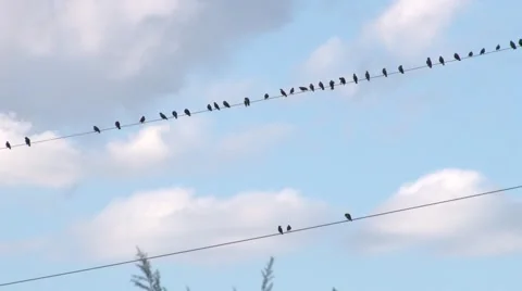 Birds on wire Video stock 68910178