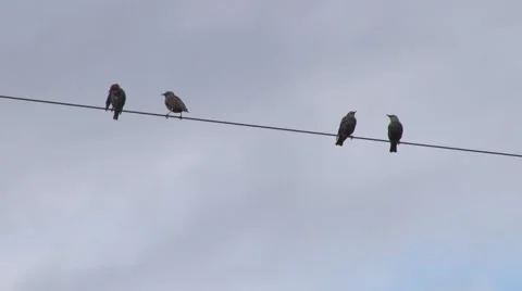 Birds on wire Video stock 68910264