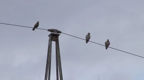 Birds on wire Video stock 68910312