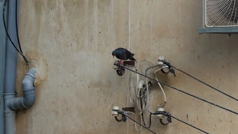 Birds on a wire Video stock 110161988