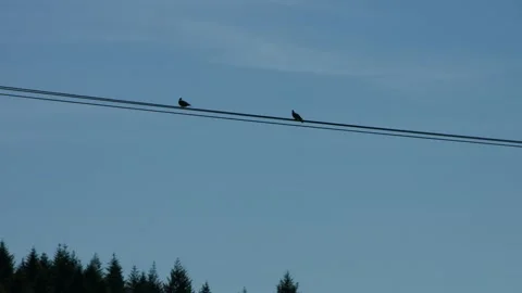 Birds on a wire Video stock 133448203