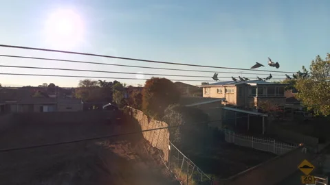 Birds on a Wire Stock Footage 158198341