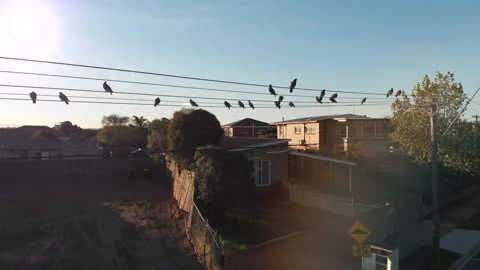 Birds on a Wire Stock Footage 158199056