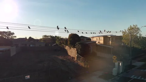 Birds on a Wire Stock Footage 158199358