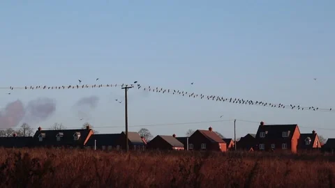 Birds on a wire infrastructure Video stock 145196594