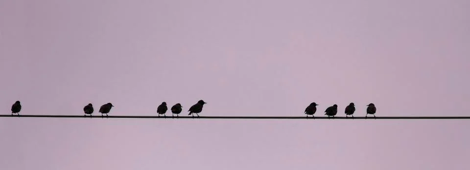 Birds on a wire, numerical sequence Foto stock