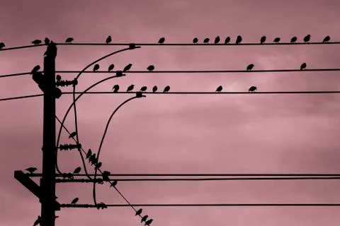 Birds on Wire Stock Photos