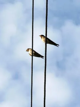 Birds on wire Stock Photos