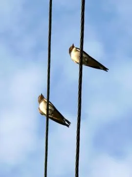 Birds on a wire Stock-Fotos