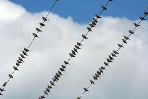 Birds on a wire Stock Photos