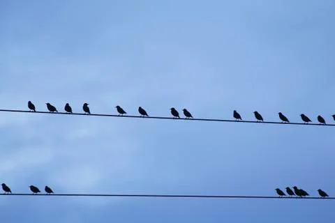 Birds on a wire Stock Photos