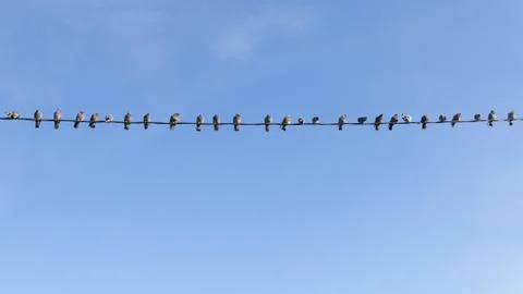 Birds on a wire Stock Photos