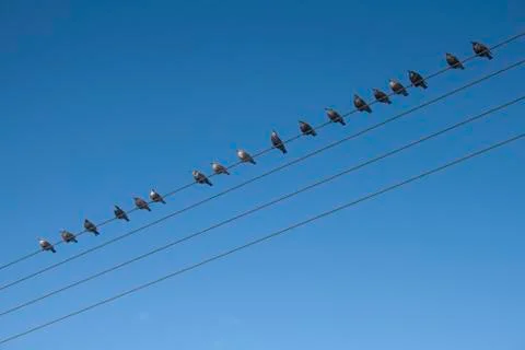 Birds on a wire Stock Photos