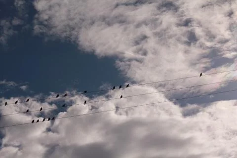 Birds on a Wire Foto stock