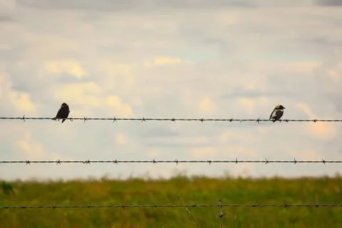 Birds on a wire 写真素材