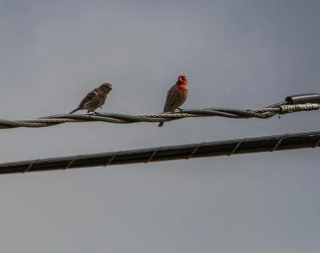 Birds on a wire Stock Photos