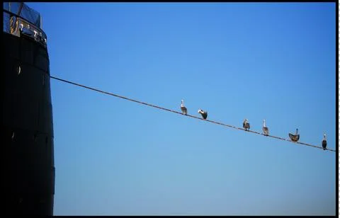 Birds on a wire Stock Photos