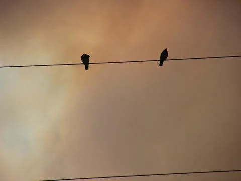 Birds On A Wire Foto stock