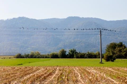 Birds on the wire Stock Photos