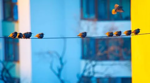 Birds on the wire Stock Photos