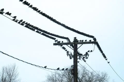 Birds on a Wire Stock Photos