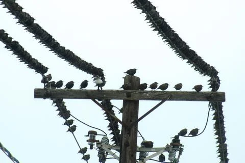 Birds on a Wire Foto stock